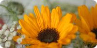 Bild nummer 97118